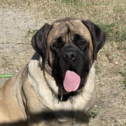 Bubbles - Mastiff