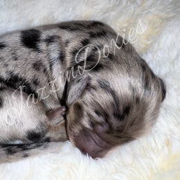 Boy 2 - Dapple male Dachshund puppy in Chehalis, Washington from McJazzin Doxies