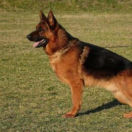 Sirio  - German Shepherd