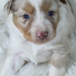 Miniature Australian Shepherds and Pembroke Welsh Corgis from H2 Puppies