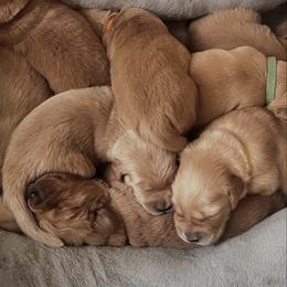 Female 1 - Golden female Golden Retriever puppy in Clermont, Florida from Homeward Bound Goldens