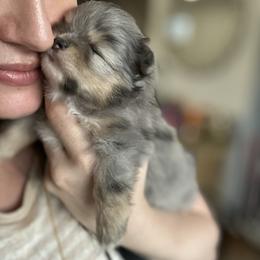 Tiffany - Blue merle female Pomeranian puppy in Bayonne, New Jersey from Pomeranian Dream