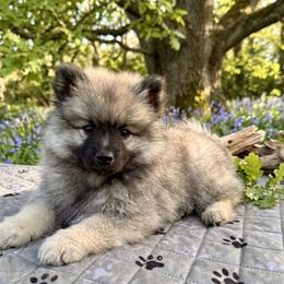 Keeshond and Pomeranian Puppies from Mary Schooner