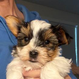 Holly - Parti female Yorkshire Terrier puppy in West Fargo, North Dakota from A Yorkie Tale