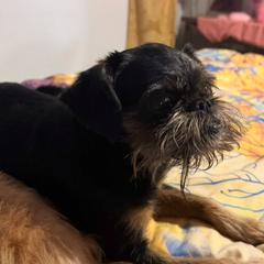 Gem - Brussels Griffon