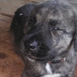 Brownie-Cake - Brindle Anatolian Shepherd Dog puppy in Virginia from One Chick Farm