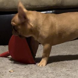 French Bulldog Puppies from Ruff it up frenchies