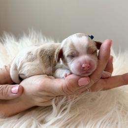 Cadbury - Blenheim male Cavapoo puppy in Greenville, South Carolina from Reedy River Doodles