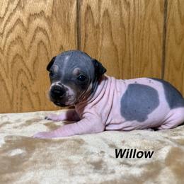Willow - White and black female American Hairless Terrier puppy in Buckingham, Illinois from Gaus Hof