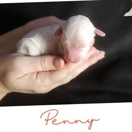 Orange girl - Cream female Labradoodle puppy in Siloam Springs, Arkansas from Siloam Doodles