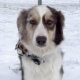 Vidalia - Miniature Australian Shepherd