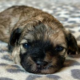 Female 1 - Brown and white female Shichon puppy in Grand Rapids, Michigan from Great Lakes Teddy Bear Dogs