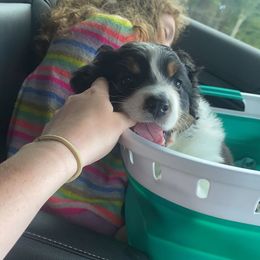 Australian Shepherd Puppies from Wild Atlantic  Aussies