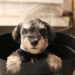 Brodie - Salt and pepper male Miniature Schnauzer puppy in Yucaipa, California from Mt. View's Pretty Little Schnauzers