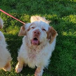 Bullmastiffs and Clumber Spaniels from BTrue
