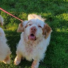 Bullmastiffs and Clumber Spaniels from BTrue