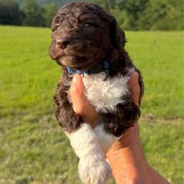 Rocky - Parti male Goldendoodle puppy in Jasper, Georgia from Harrington Doodles & Poodles