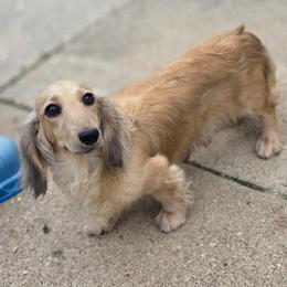 Brida - Dachshund