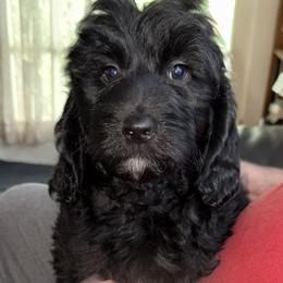 Eddie - Black male Goldendoodle puppy in Springfield, Pennsylvania from Lesher Goodwin Goldendoodles