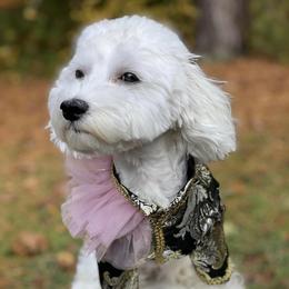 Fluffy - Maltese