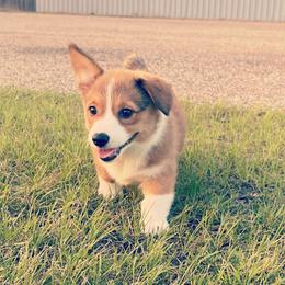 Pembroke Welsh Corgis from Reservoir Corgis
