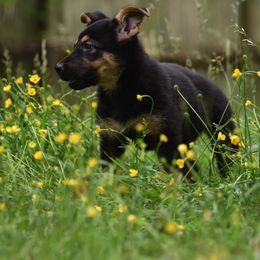 German Shepherd Puppies from Patriot Shepherds