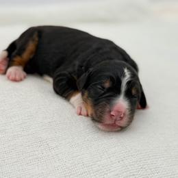 Smee - Tri-color male Bernedoodle puppy in Bellville, Ohio from Bernedoodle Buddies