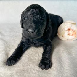 Raven - Black female Goldendoodle puppy in Osage City, Kansas from Golden Ridge Goldens