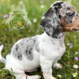 Bravo - Dapple male Dachshund puppy in Mesquite, Texas from 208 Dox Dynasty