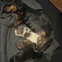Dachshund Puppies from Alicia's mini dachshund