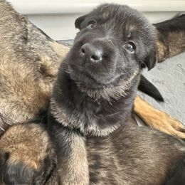 German Shepherd Puppies from Coterie Shepherds