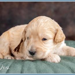 Boy 5 - male Bernedoodle puppy in Connersville, Indiana from Deaz Doodle Ranch