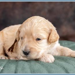 Boy 5 - male Bernedoodle puppy in Connersville, Indiana from Deaz Doodle Ranch