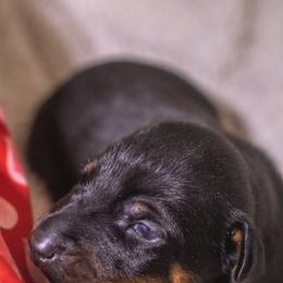 Peanut - Black and rust female Doberman Pinscher puppy in Shelby, North Carolina from IronBee Dobermans