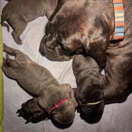 Cane Corso puppies from Guardian Corso's