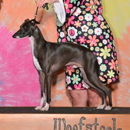 Spike - Italian Greyhound