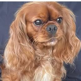 Cavalier King Charles Spaniel puppies from Misty Meadow Cavaliers