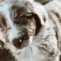 Bella - Red merle Miniature Australian Shepherd puppy in Kaufman, Texas from Xoxo Aussies