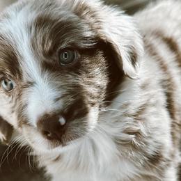 Bella - Red merle Miniature Australian Shepherd puppy in Kaufman, Texas from Xoxo Aussies