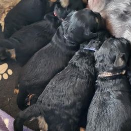 Bernedoodles and Goldendoodles from Mountainside Doodles, LLC