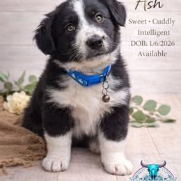 Ash - Black & white male Australian Shepherd puppy in Citra, Florida from AEW Farm