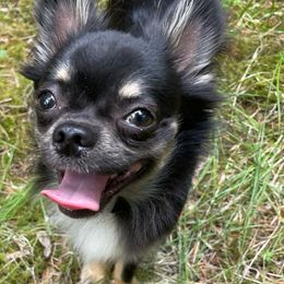 Champ - Chihuahua