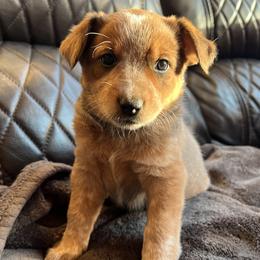 Girl 1 - female Australian Cattle Dog puppy in Reed Point, Montana from Three Finger Farms