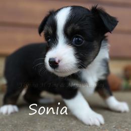 Sonia - Black tri female Toy Australian Shepherd puppy in Godley, Texas from Flying H Toy and Mini Aussies