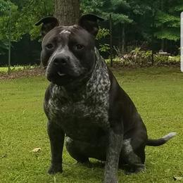 American Bully All Grown Up from ArK9 Capabulls