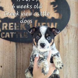 Boy 3 - Blue male Australian Cattle Dog puppy in Monroe, North Carolina from Creek View Cattle Dogs