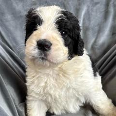 Boy 2 - Black and white male Saint Berdoodle puppy in San Antonio, Texas from Mammoth Doodles