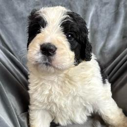 Boy 2 - Black and white male Saint Berdoodle puppy in San Antonio, Texas from Mammoth Doodles