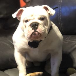 Ricky - Bulldog