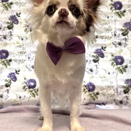 Chihuahua All Grown Up from Pensacola Chi Garden